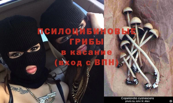 крисы Вязьма